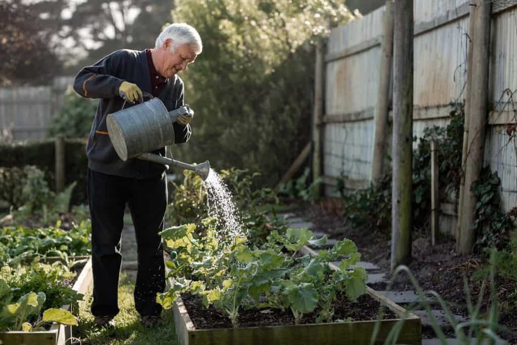 Independent senior man watering vegetables in a local garden, care in homes caregivers