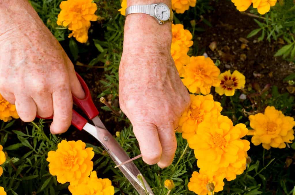An old lady's hand holding scissors and cutting flowers off. unique activities for seniors