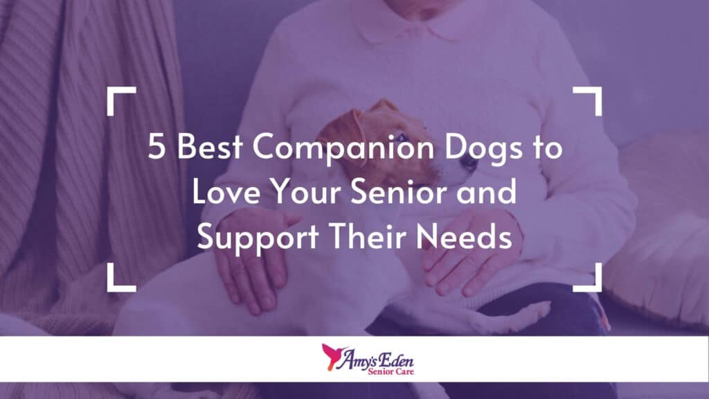 best companion dogs