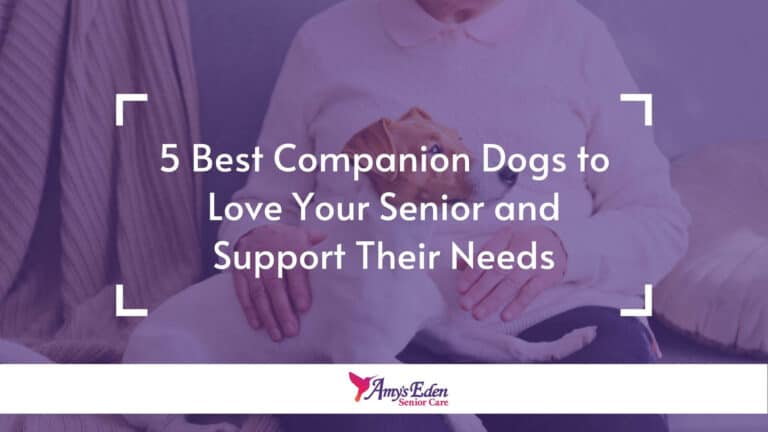 5 Best Companion Dogs to Love Your Senior and Support Their Needs