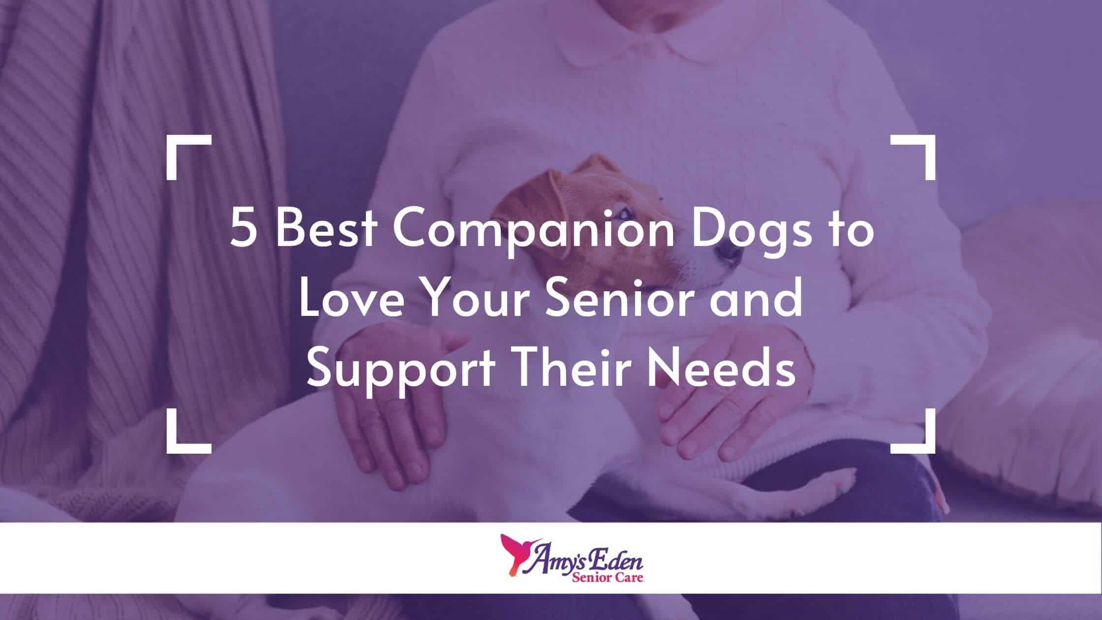 best companion dogs