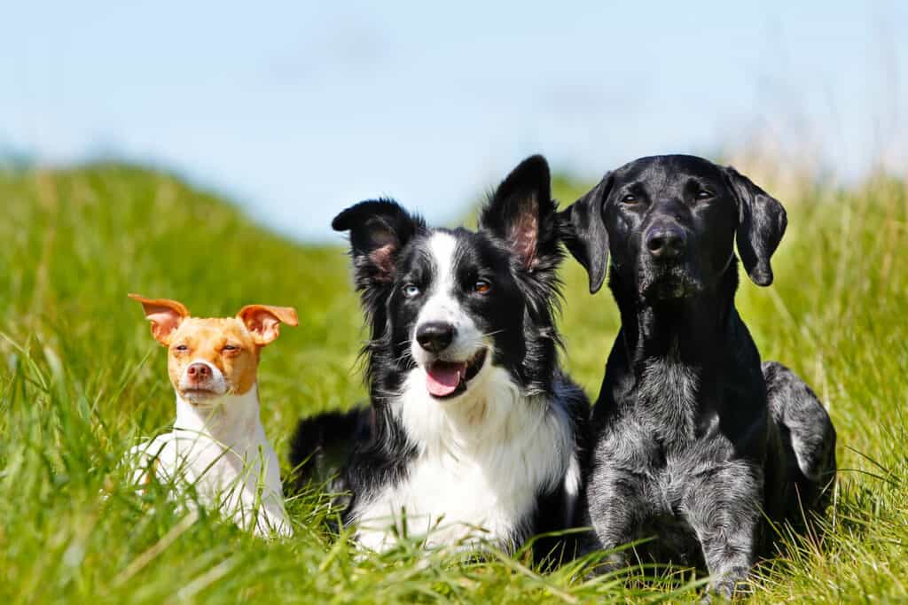 It's important to choose one of many good companion dog breeds for seniors