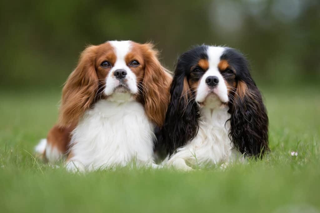Pair of calm Cavalier King Charles Spaniels looking at the camera. This is one of the best dog breeds for companionship, especially for the elderly