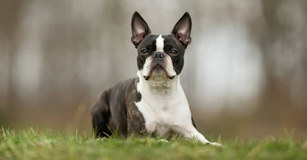 Boston Terrier Dog in a garden, one of the best companion dog breeds for seniors