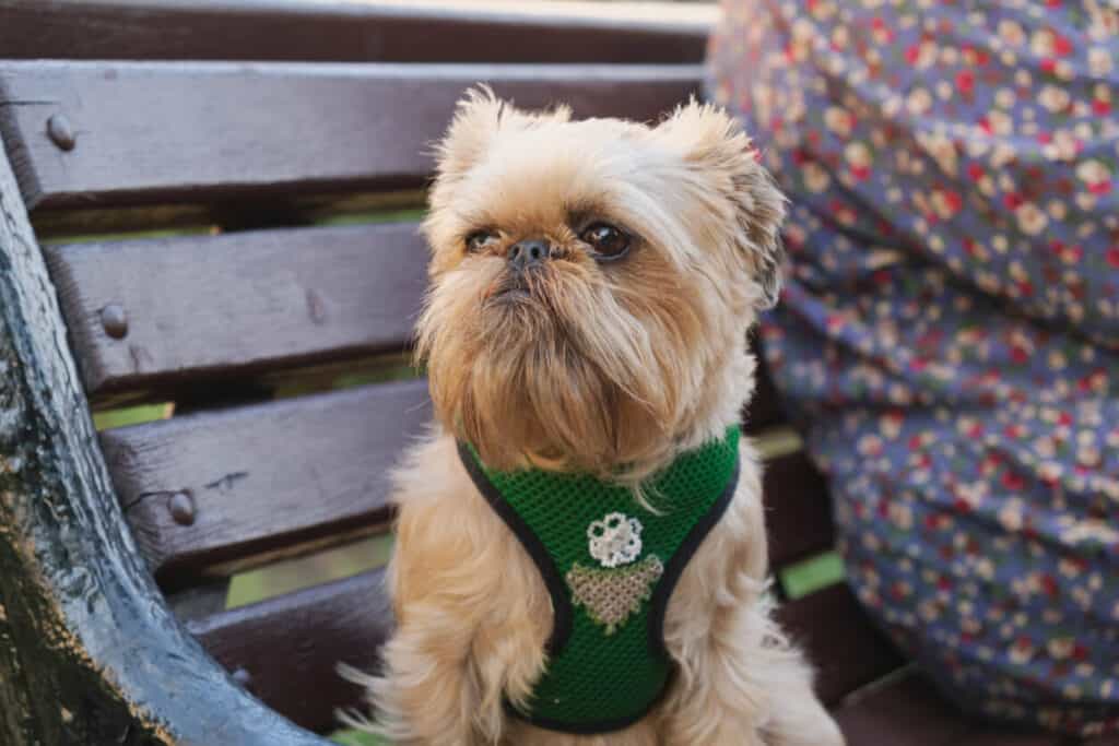 Brussels Griffon dog—one of the top companion dogs—sitting on a bench next to their senior