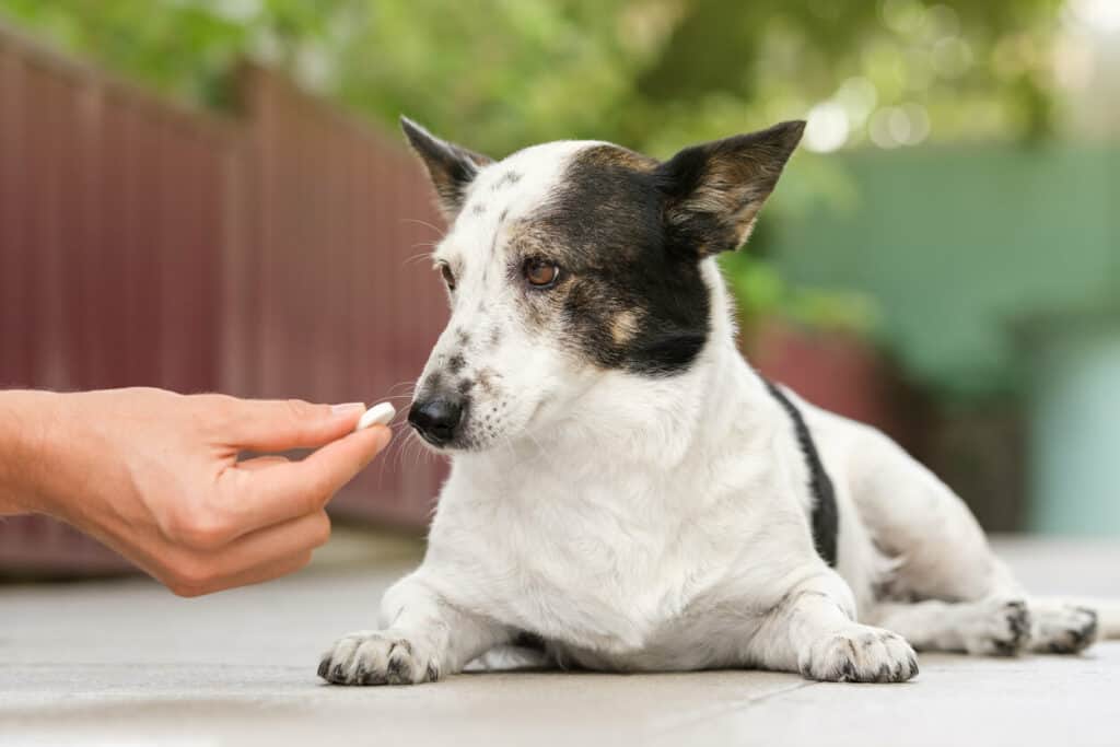 Amy’s Eden caregiver giving their medicine to one of our senior clients’ dog companions