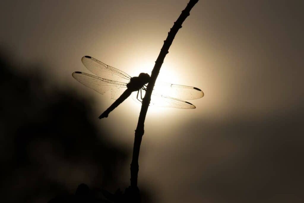 Dragonfly standing on a plant against the sunlight | Dragonfly meaning when you see one