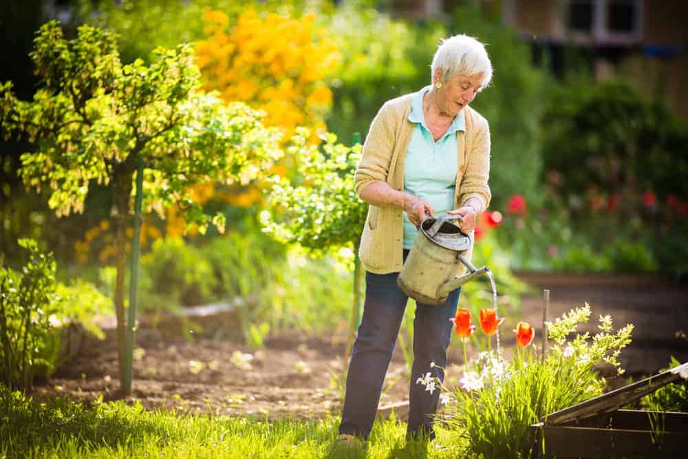 An independent senior watering the plants in the garden after restoring her mobility from therapy.