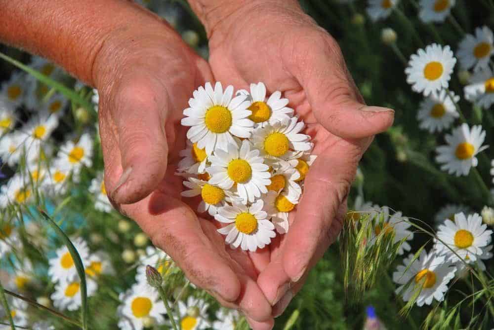 elderly holding flowers - Assisted Living with Dementia in Carson City NV